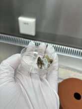Mycelium-ring.jpg